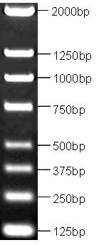 HBI DL2000Ⅰ（125 bp的标准分子量）